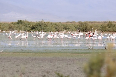 Flamingolar göç yolculuğuna hazırlanıyor
