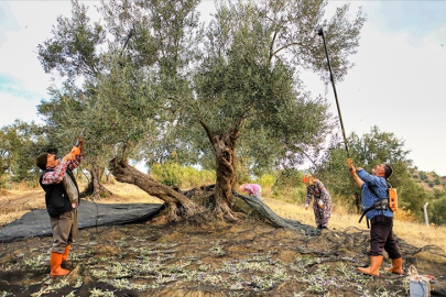 Zeytin üreticisi bu sezon umutlu
