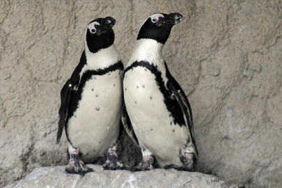 Penguenlerin boşanması, koloninin tamamını etkiliyormuş