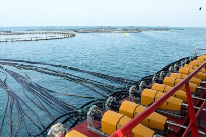 Doğu Karadeniz'den 2 ayda 8,6 milyon dolarlık somon ihracatı