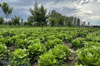 Mikroplastikler bitkilerin fotosentezini engelliyor