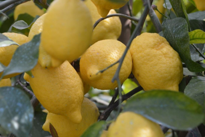 Limon ihracatı geçici olarak durduruldu