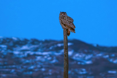 Nadir görülen puhu Sivas'ta fotoğraflandı