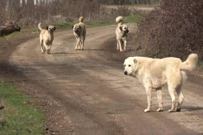 AYM, o kanunun iptal istemini reddetti