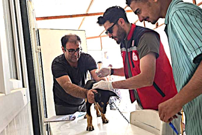 HATAY'DA KUDUZ KARANTİNASI