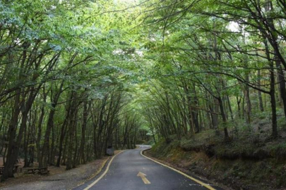 İSTANBUL'DA ORMANLARA, 16  EKİM’E KADAR GİRİŞLER YASAK