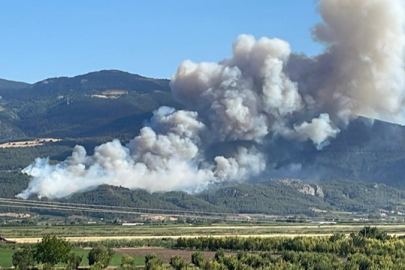 Sakarya'daki yangına müdahale ediliyor